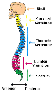 spinal-cord