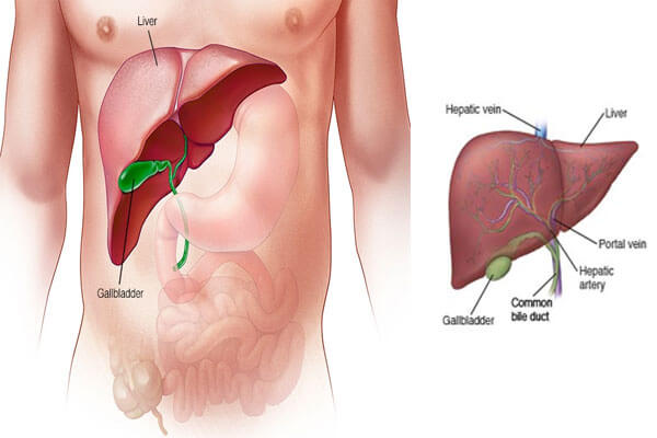 Liver Treatment